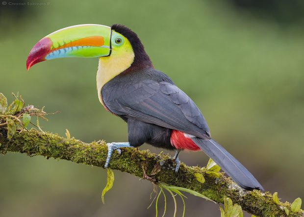 Tucano-de-Bico-Arco-Íris: Características, Habitat e Fotos