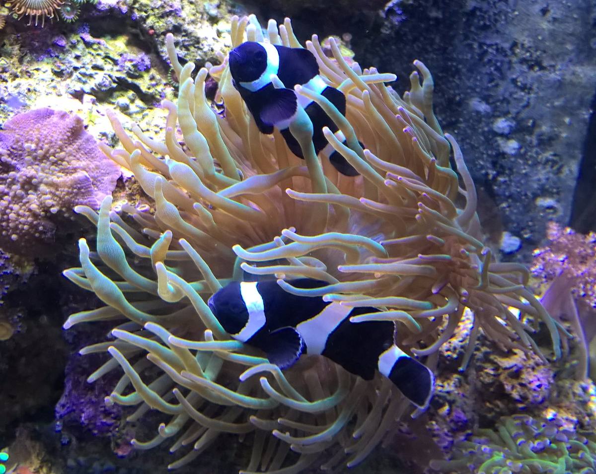Anêmona Bubble Tip: Características, Nome Cientifico e Fotos