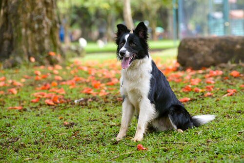 Quanto um Border Collie Come Por Dia? Quantas Vezes?