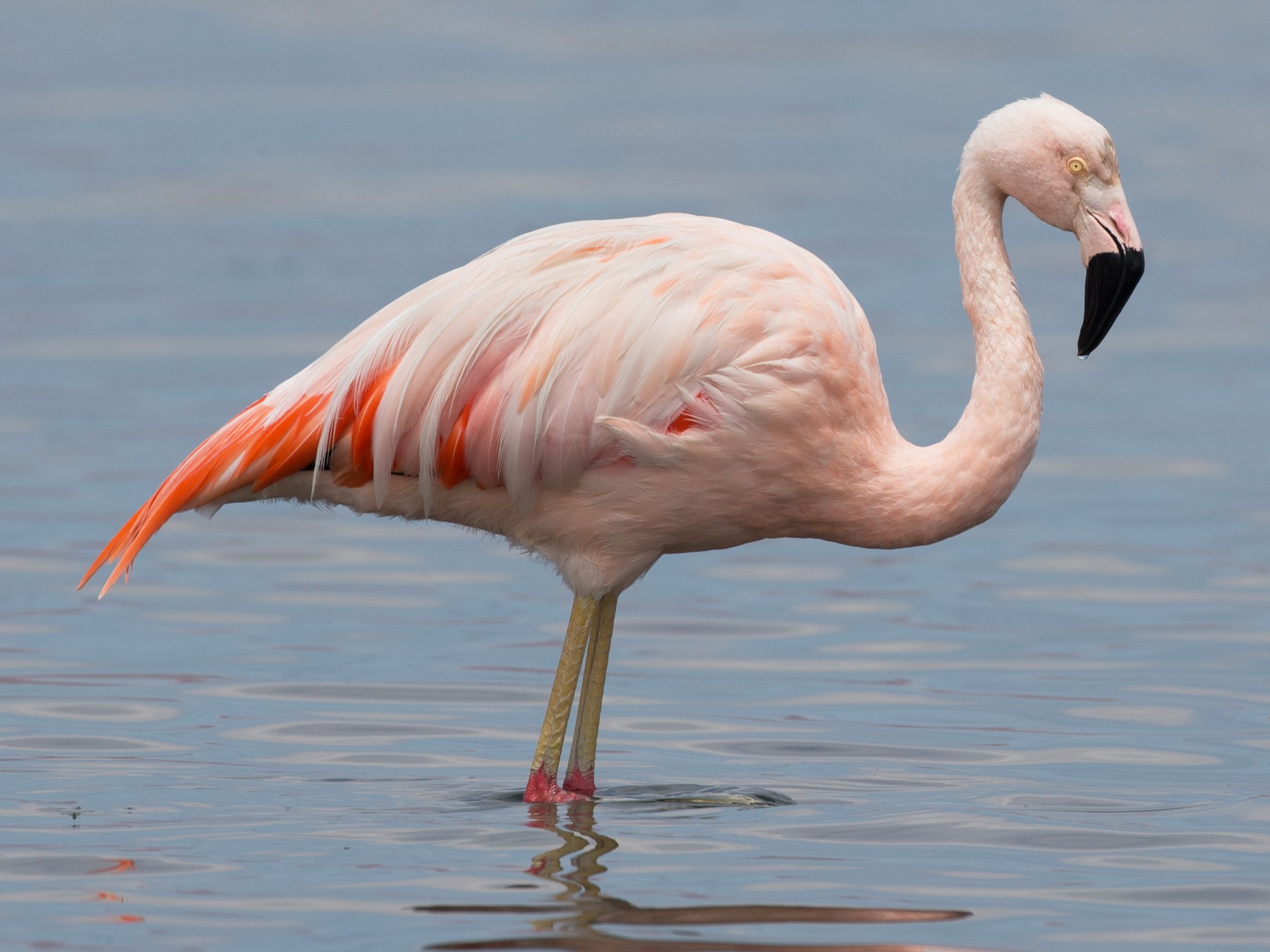 Flamingo Chileno: Características, Nome Cientifico e Fotos