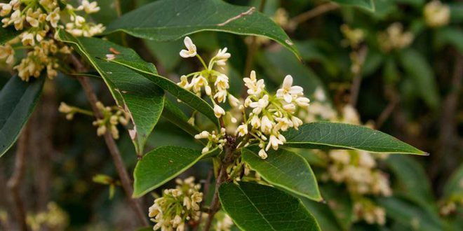 Tudo Sobre a Flor Jasmim do Imperador: Características