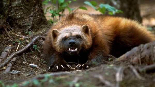 Glutão: Curiosidades e Fatos Interessantes Sobre o Animal