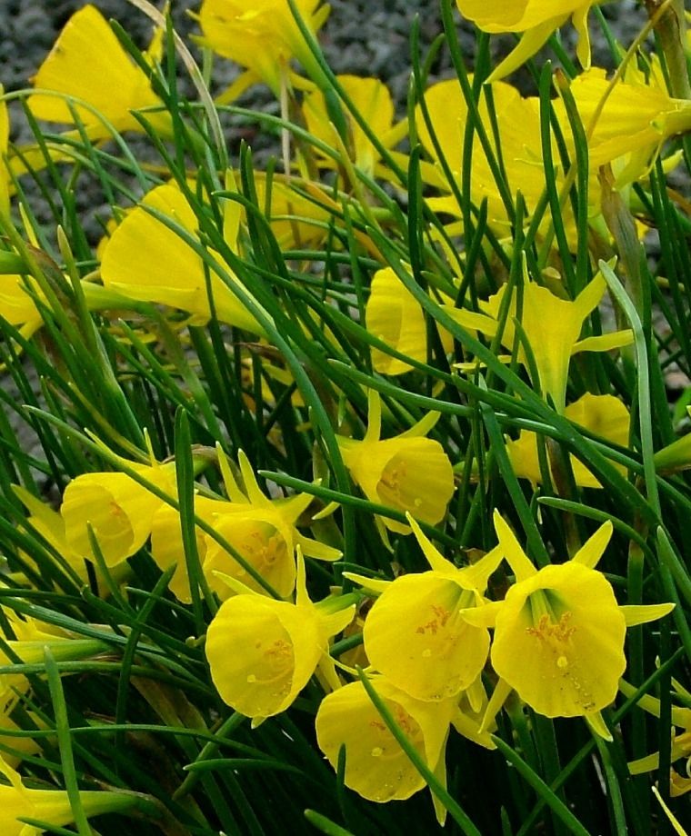 Flor Narciso Curiosidades e Fatos Interessantes Sobre a Planta