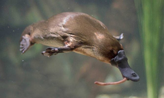 Ornitorrinco: Filo, Classe, Reino, Gênero, Família e Espécie