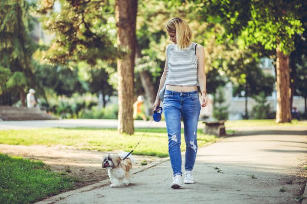 Devo Passear Com Cachorro Antes ou Depois Dele Comer?