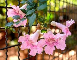 Cerca Viva Sete Léguas: Como Fazer e Fotos