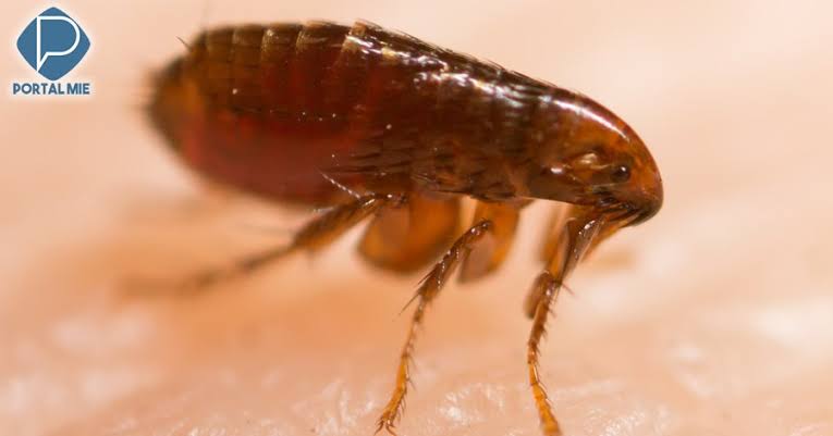 O que a Pulga Causa no Ser Humano?