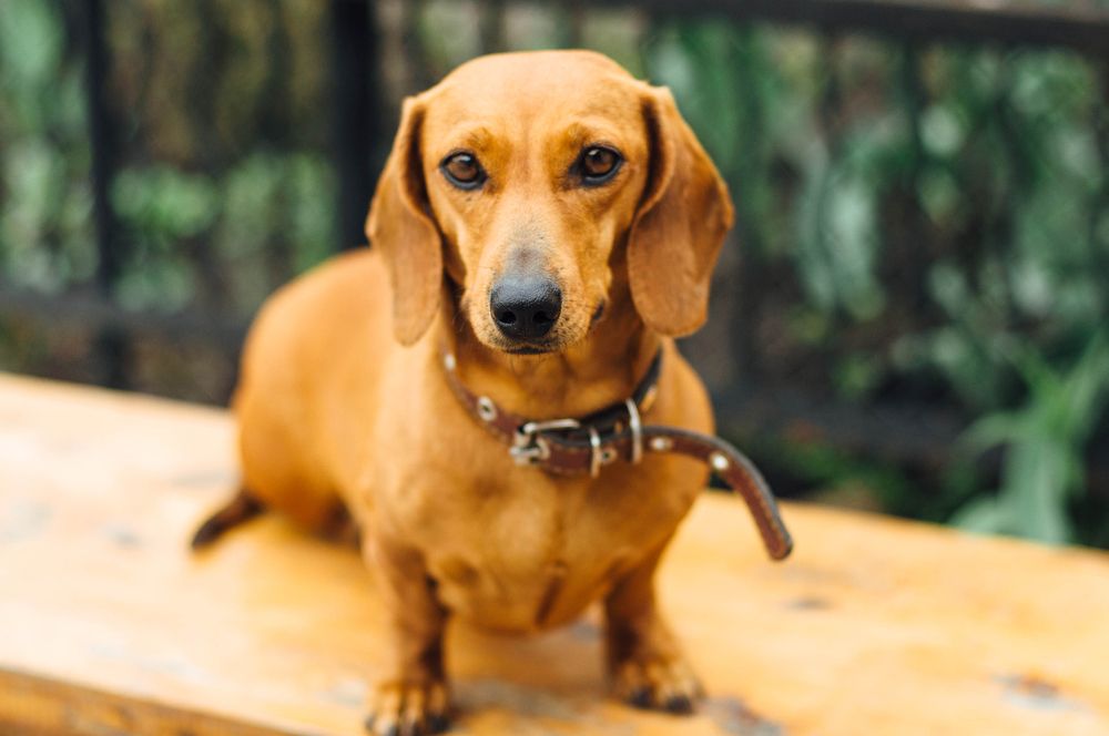 Filhote de Dachshund Para Adoção: Onde Encontrar? Como Fazer?