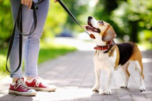 Não Tenho Tempo de Passear com meu Cachorro: Como Fazer?