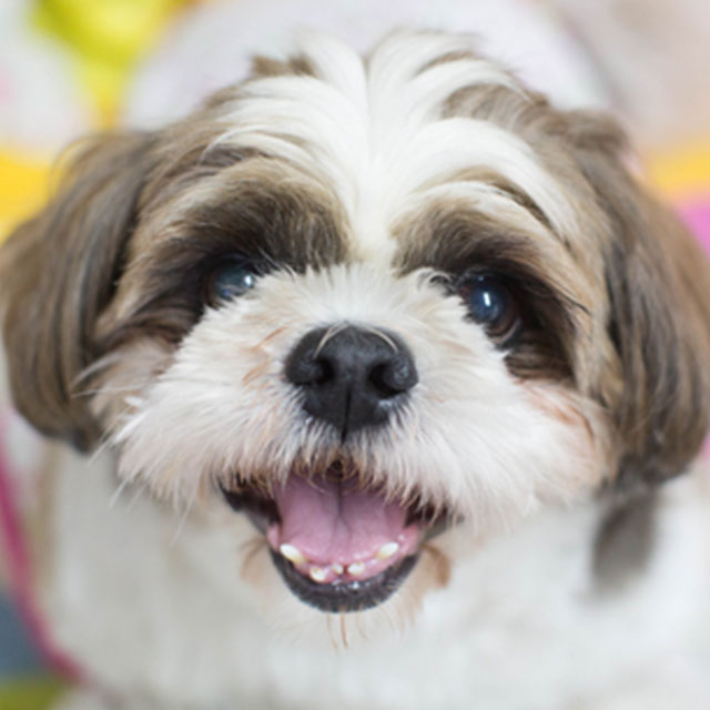 Shih-Tzu: Sugestões Para Nomes de Cães Macho e Fêmea