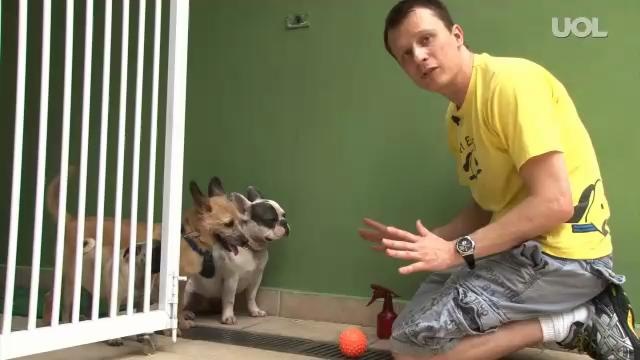 Como Ensinar Cachorro a Não Entrar Dentro de Casa