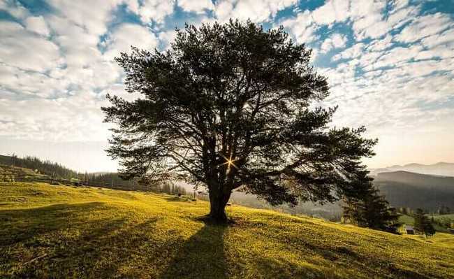 Qual a Importância da Árvore Para a Vida na Terra?