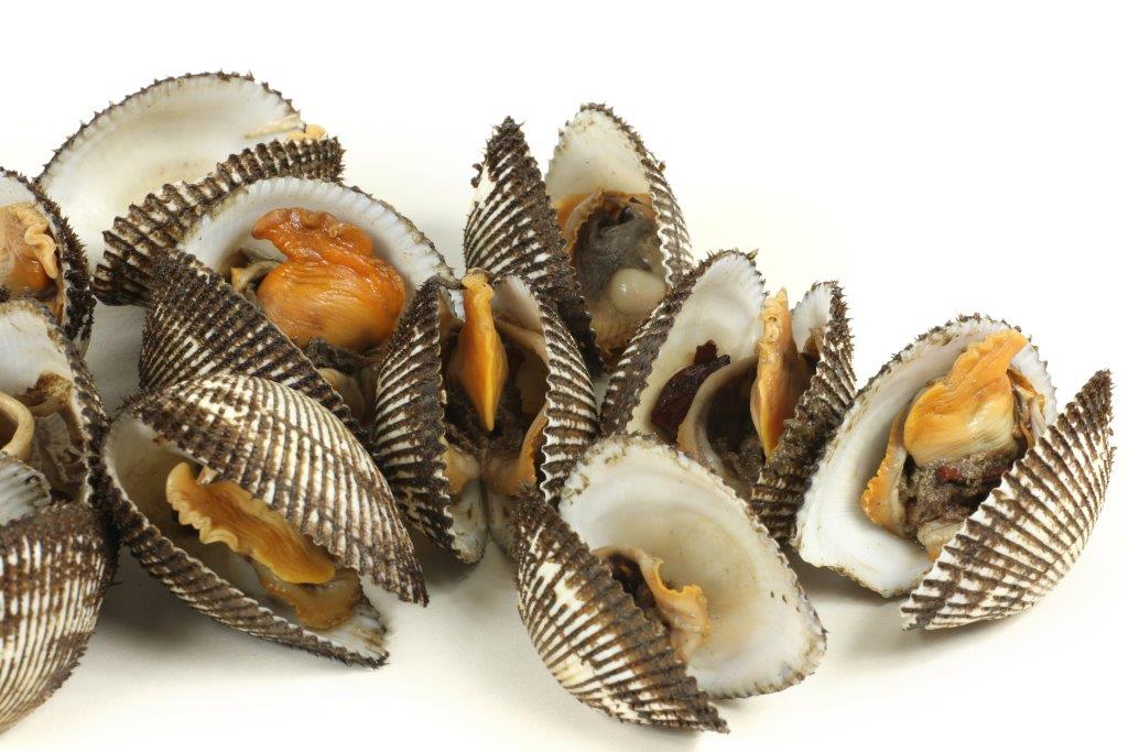 Reprodução dos Bivalves: Filhotes e Período de Gestação