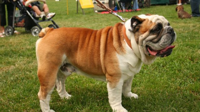 História Do Bulldog, Personalidade E Origem Da Raça