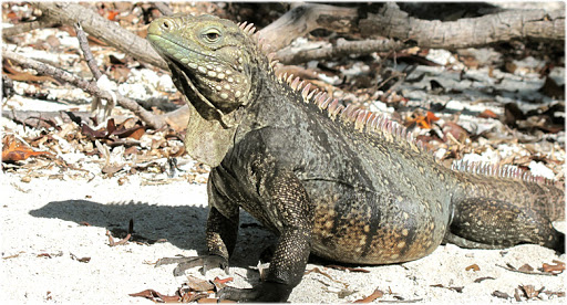 Espécies de Iguana: Lista Com Tipos – Nomes e Fotos