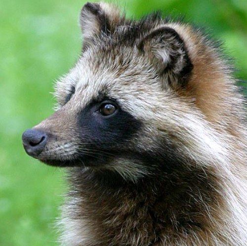 Animais que Começam Com a Letra N: Nome e Características