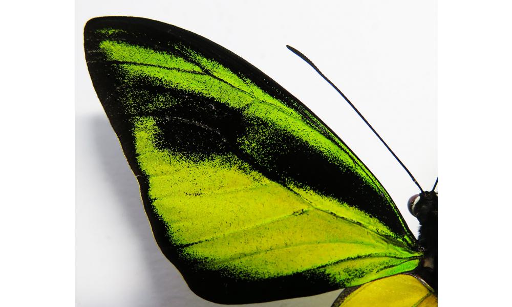 Borboleta Asa de Pássaro: Características, Habitat e Fotos