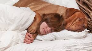 Meu Cachorro Dorme em Cima de Mim: e Agora?