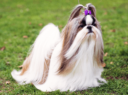 Tempo de Vida do Shih-Tzu: Quantos Anos Eles Vivem?