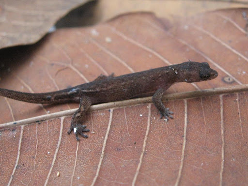 Chatogekko amazonicus: a Menor Lagartixa da Amazônia (2026)