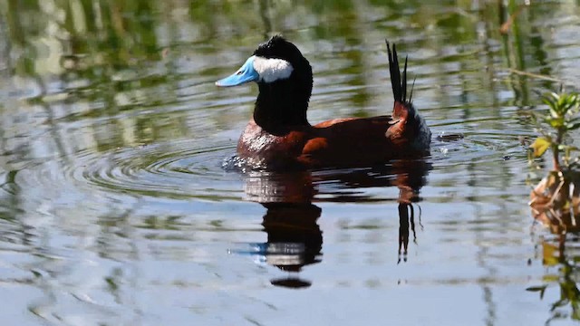 Pato-de-Rabo-Alçado-Americano: Características e Habitat