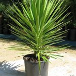 Yucca Aloifolia