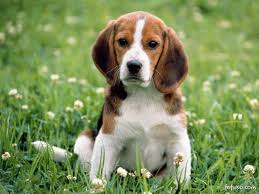 História do Beagle, Personalidade e Origem da Raça