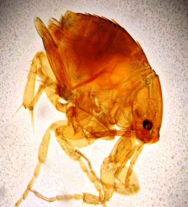 Bicho de Pé (Inseto): Características, Nome Científico e Fotos