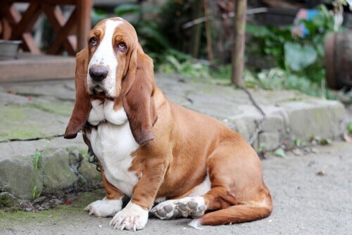 Ficha Técnica do Basset Hound: Peso, Altura e Tamanho