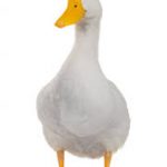 Ave aquática da família Anatidae em lago