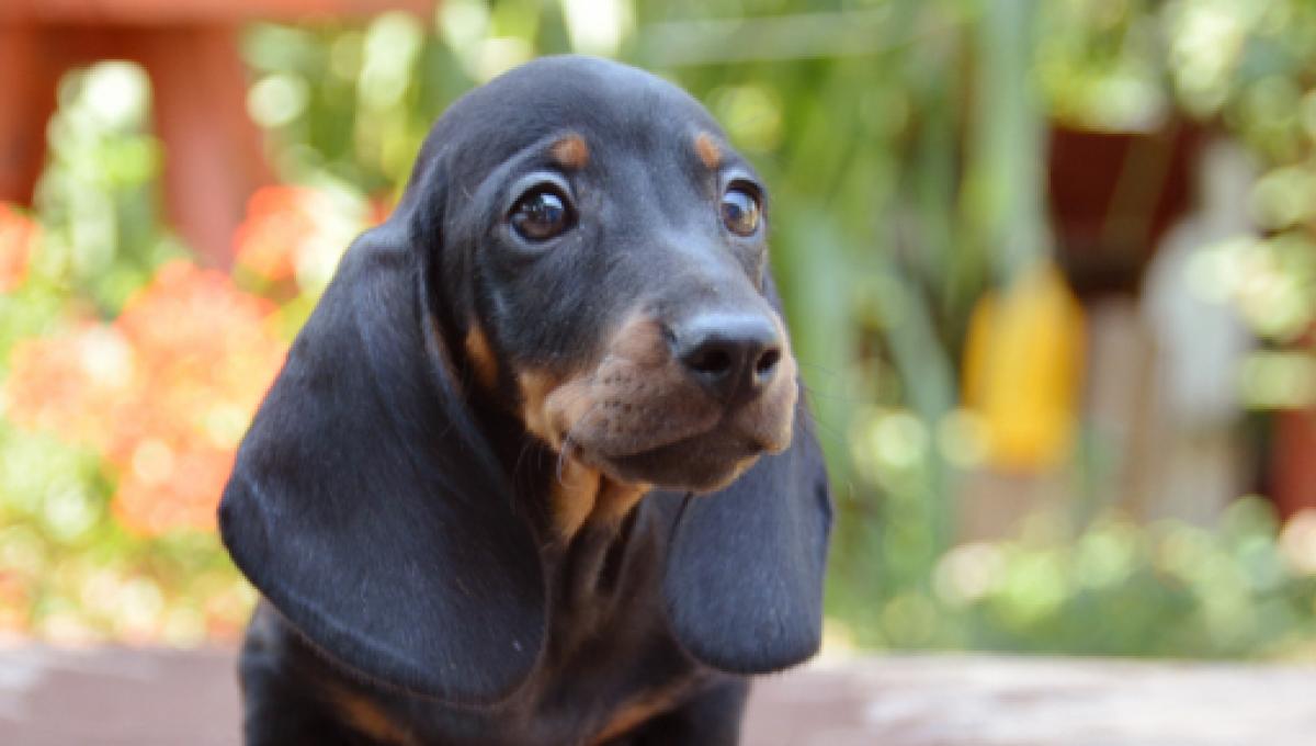 Como Cuidar um Dachshund Filhote: Cuidados e Doenças