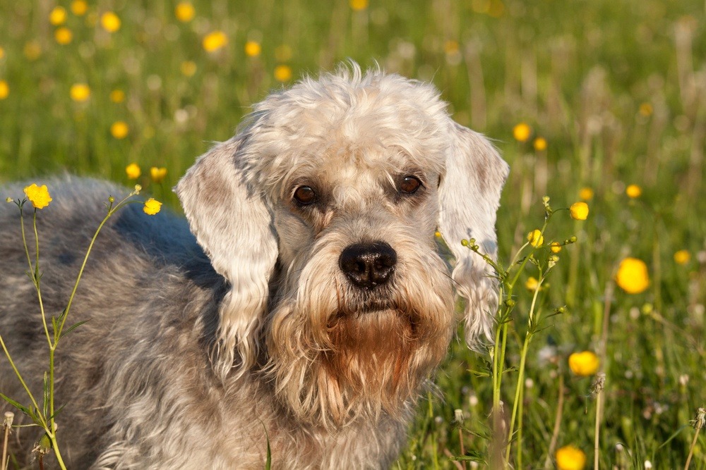 Dandie Dinmont Terrier Curiosidades e Fatos Interessantes Sobre a Raça