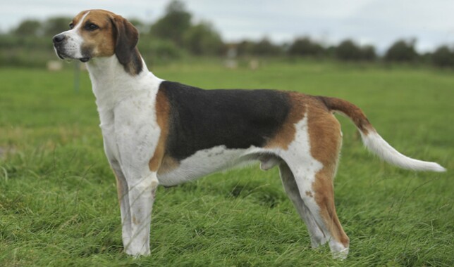 História do Foxhound-Inglês, Personalidade e Origem da Raça