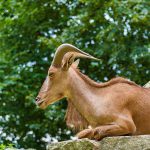 Aoudad