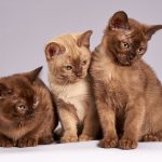 Três Gatos