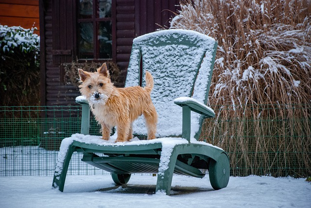 História do Cairn Terrier, Personalidade e Origem da Raça