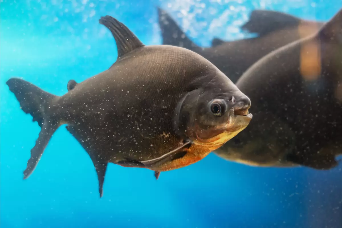 Peixe-Pacu: Descubra os Segredos Desse Fascinante Habitante Aquático