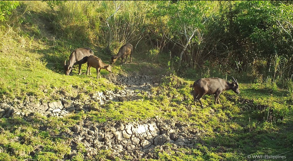 Búfalo-Anão-de-Mindoro: Descubra Suas Características e Comportamentos
