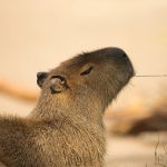 Capivara Comendo Mato