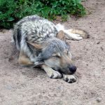 Lobo Cinzento Dormindo