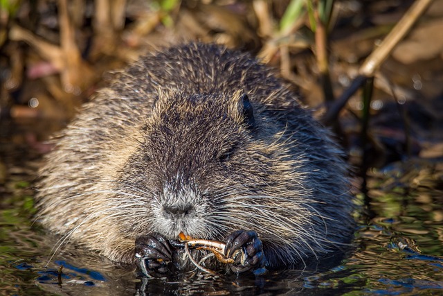 Rato Almiscarado: Explorando seu Habitat Natural e Comportamento