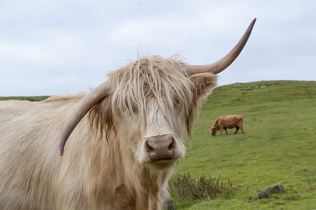 Raças de Vacas Peludas: Descubra a Beleza e Singularidade desses Animais