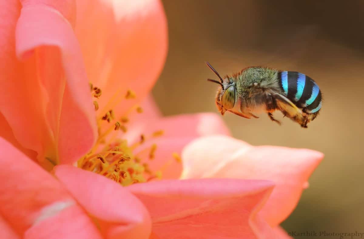 Abelha Azul: Existe? Conheça as Espécies Reais e Onde Encontrar no Brasil