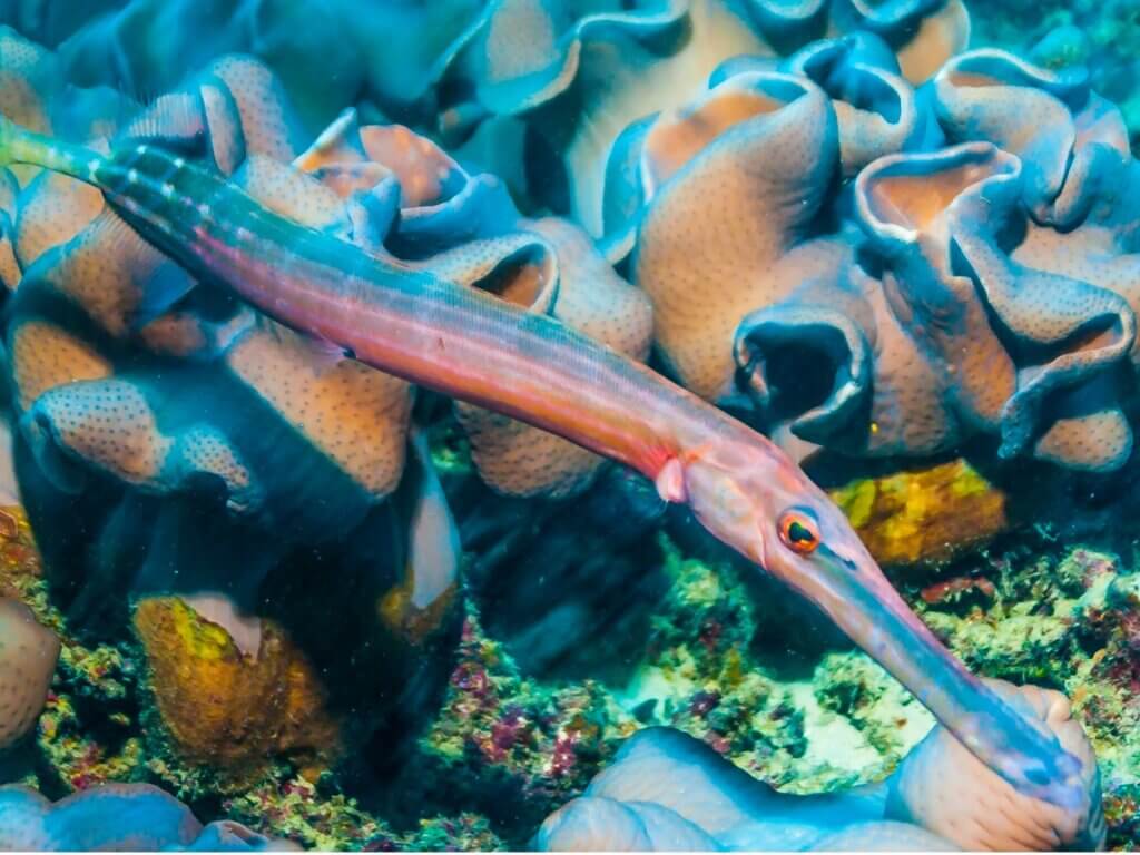 O Peixe-Trombeta: Um Mistério Subaquático Revelado
