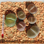 Lithops Aucampiae