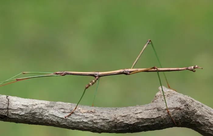 A Beleza do Bicho-Pau: Descubra os Encantos desse Inseto Surpreendente