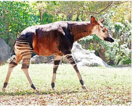 Ocapi: Descobrindo seus Habitats Naturais e Comportamento