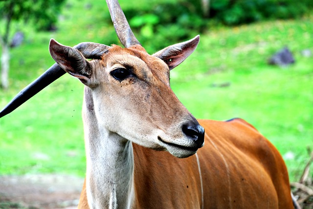 Espécies de Antílopes: Uma Viagem pela Fauna Africana