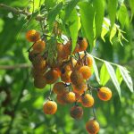 Árvore de Sapindus Saponaria