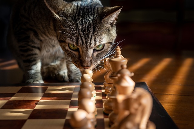 Gatos Caseiros Felizes: Estratégias de Enriquecimento Ambiental